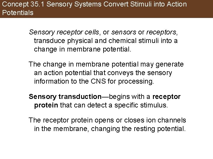 Concept 35. 1 Sensory Systems Convert Stimuli into Action Potentials Sensory receptor cells, or