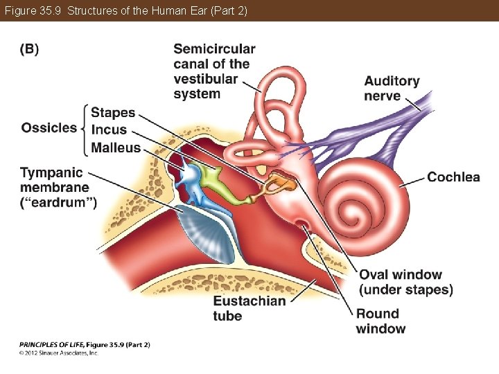 Figure 35. 9 Structures of the Human Ear (Part 2) 