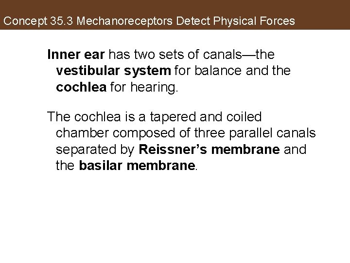 Concept 35. 3 Mechanoreceptors Detect Physical Forces Inner ear has two sets of canals—the