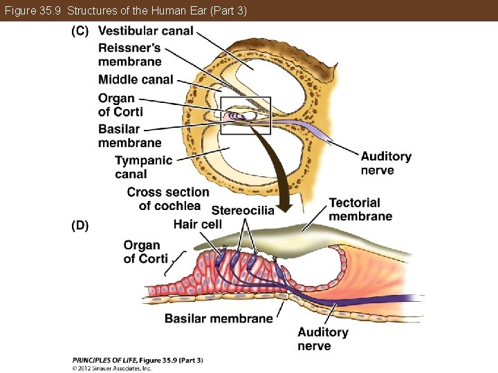 Figure 35. 9 Structures of the Human Ear (Part 3) 