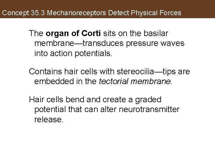 Concept 35. 3 Mechanoreceptors Detect Physical Forces The organ of Corti sits on the