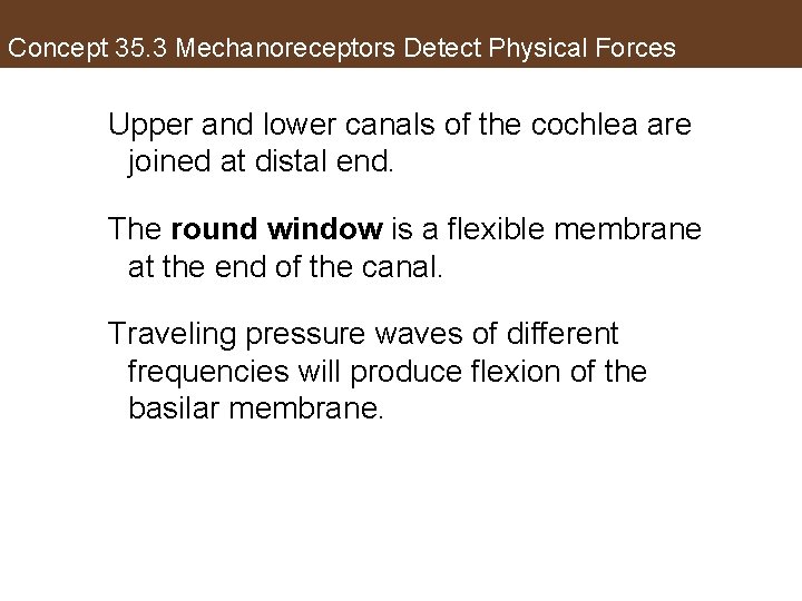 Concept 35. 3 Mechanoreceptors Detect Physical Forces Upper and lower canals of the cochlea