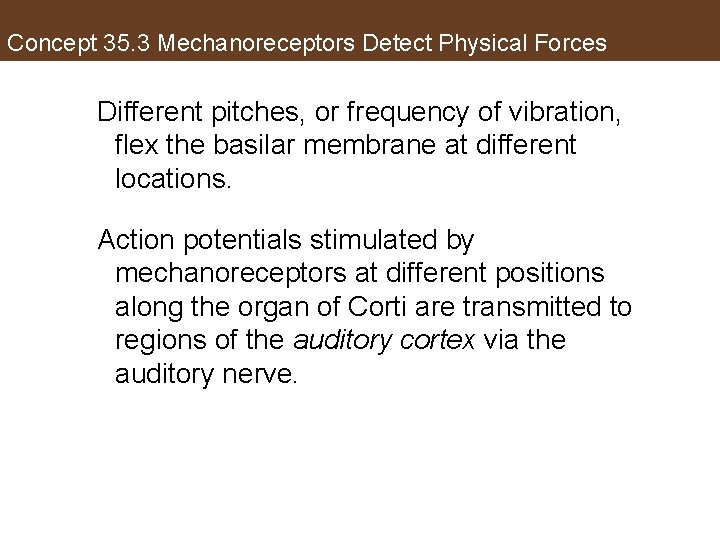 Concept 35. 3 Mechanoreceptors Detect Physical Forces Different pitches, or frequency of vibration, flex