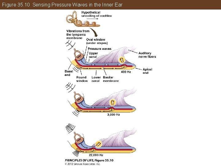 Figure 35. 10 Sensing Pressure Waves in the Inner Ear 