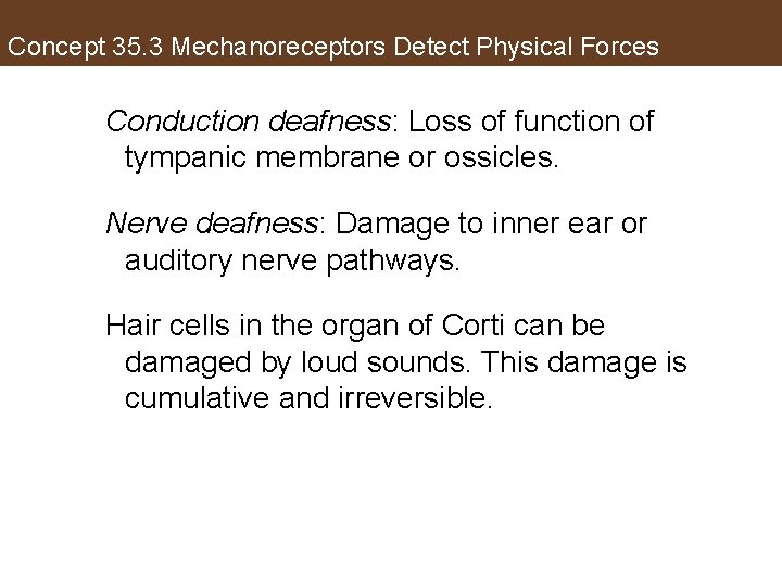 Concept 35. 3 Mechanoreceptors Detect Physical Forces Conduction deafness: Loss of function of tympanic