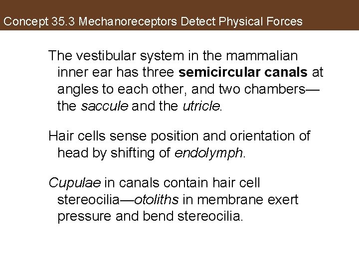 Concept 35. 3 Mechanoreceptors Detect Physical Forces The vestibular system in the mammalian inner