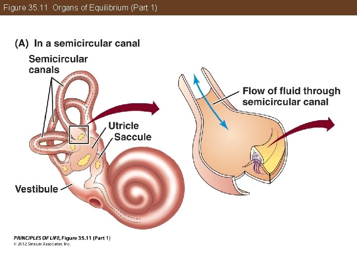 Figure 35. 11 Organs of Equilibrium (Part 1) 