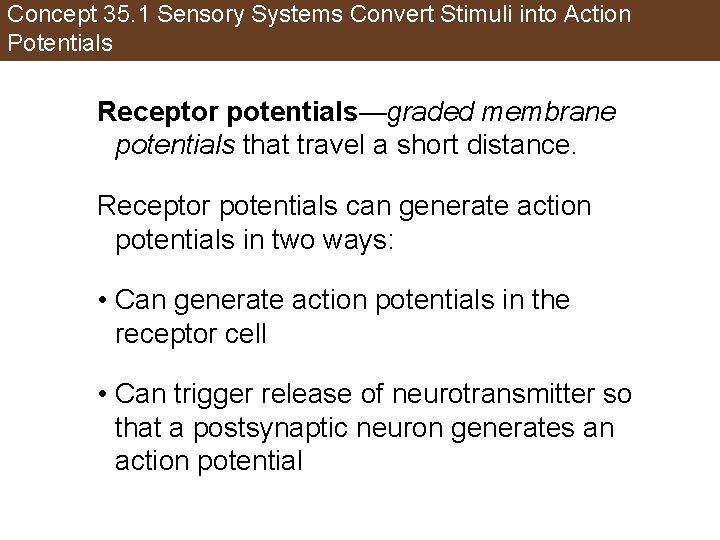 Concept 35. 1 Sensory Systems Convert Stimuli into Action Potentials Receptor potentials—graded membrane potentials