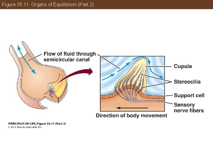 Figure 35. 11 Organs of Equilibrium (Part 2) 