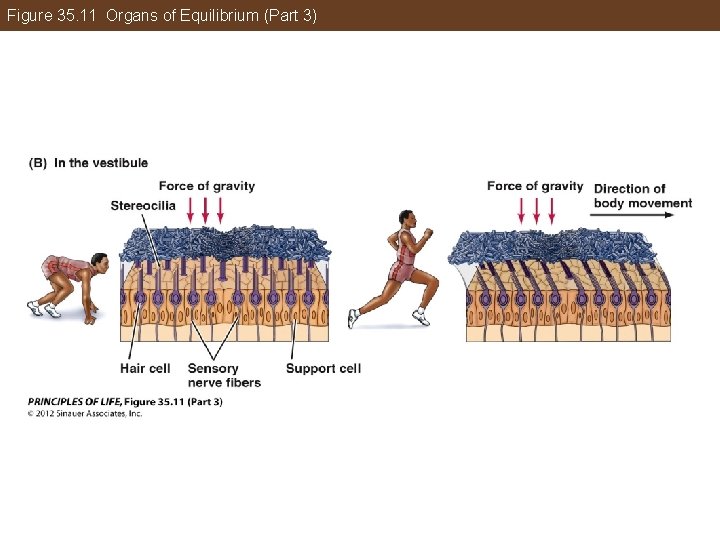 Figure 35. 11 Organs of Equilibrium (Part 3) 