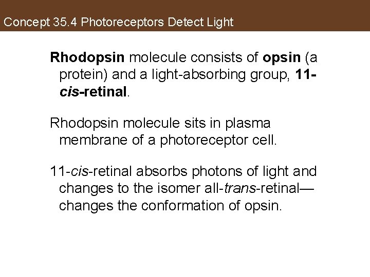 Concept 35. 4 Photoreceptors Detect Light Rhodopsin molecule consists of opsin (a protein) and