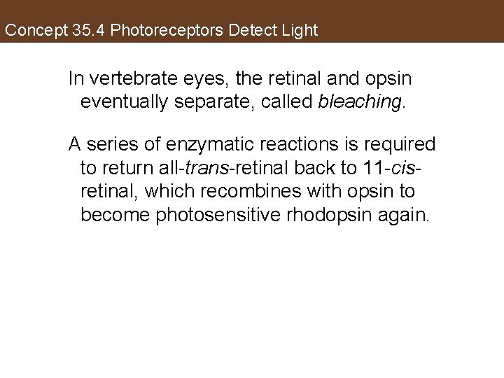 Concept 35. 4 Photoreceptors Detect Light In vertebrate eyes, the retinal and opsin eventually