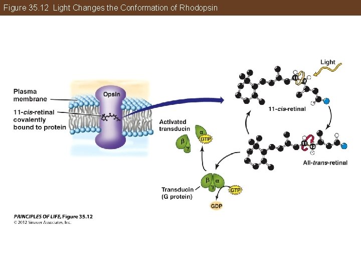 Figure 35. 12 Light Changes the Conformation of Rhodopsin 