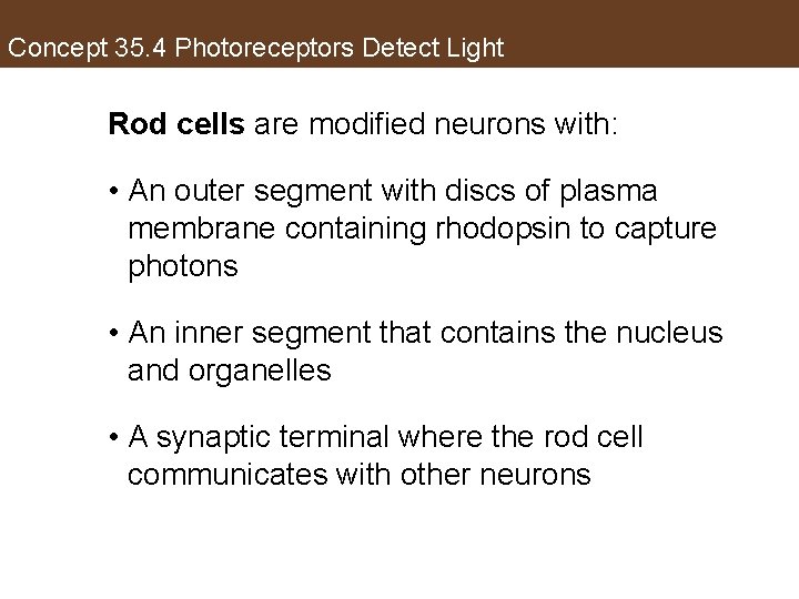 Concept 35. 4 Photoreceptors Detect Light Rod cells are modified neurons with: • An