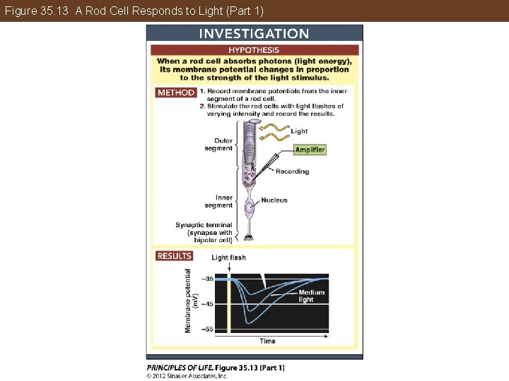 Figure 35. 13 A Rod Cell Responds to Light (Part 1) 