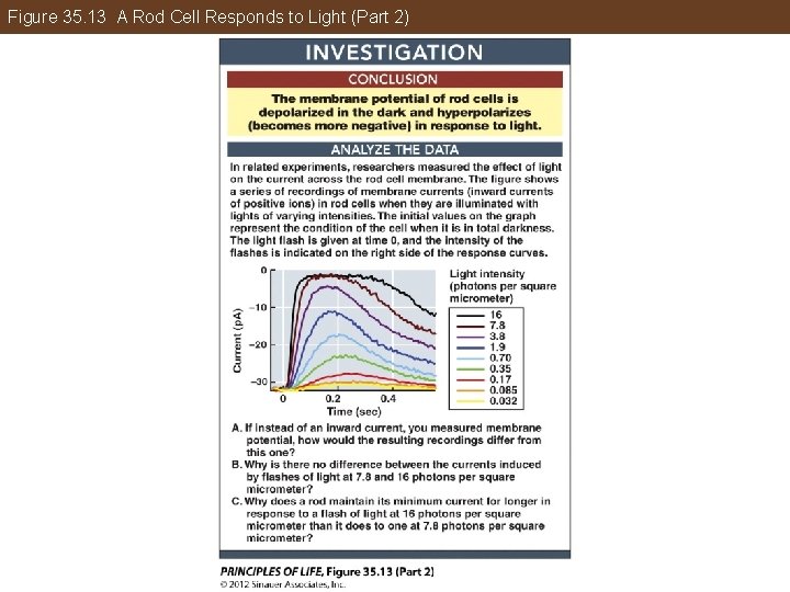 Figure 35. 13 A Rod Cell Responds to Light (Part 2) 