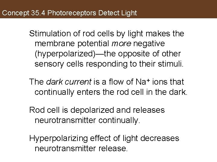 Concept 35. 4 Photoreceptors Detect Light Stimulation of rod cells by light makes the