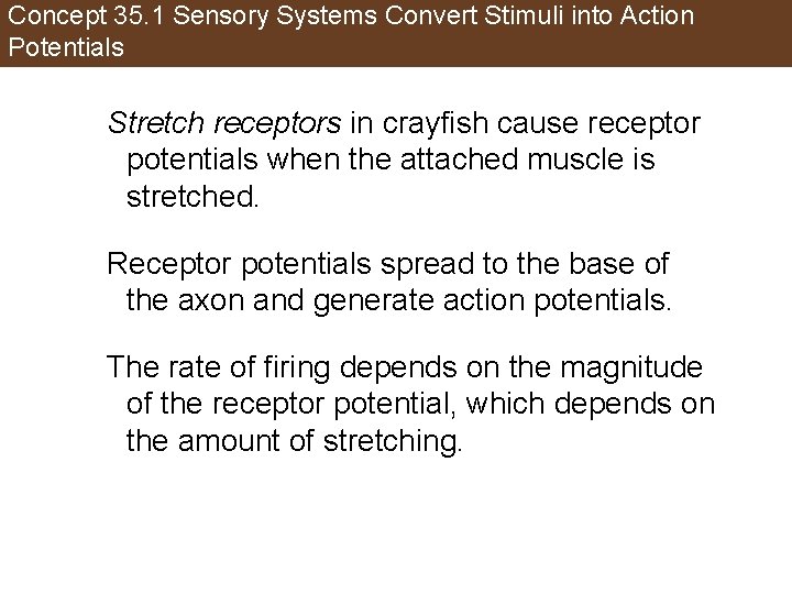 Concept 35. 1 Sensory Systems Convert Stimuli into Action Potentials Stretch receptors in crayfish