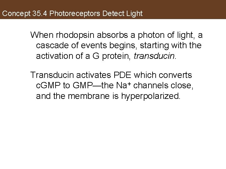 Concept 35. 4 Photoreceptors Detect Light When rhodopsin absorbs a photon of light, a