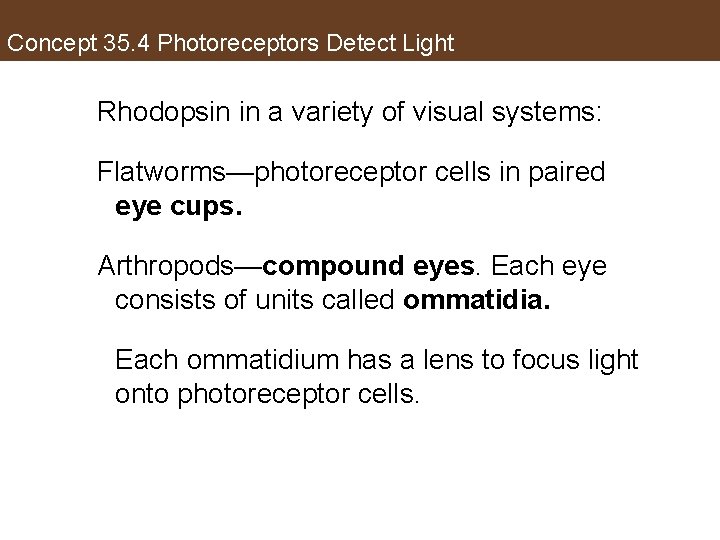 Concept 35. 4 Photoreceptors Detect Light Rhodopsin in a variety of visual systems: Flatworms—photoreceptor