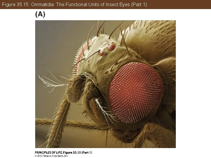 Figure 35. 15 Ommatidia: The Functional Units of Insect Eyes (Part 1) 