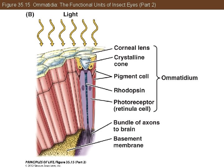 Figure 35. 15 Ommatidia: The Functional Units of Insect Eyes (Part 2) 