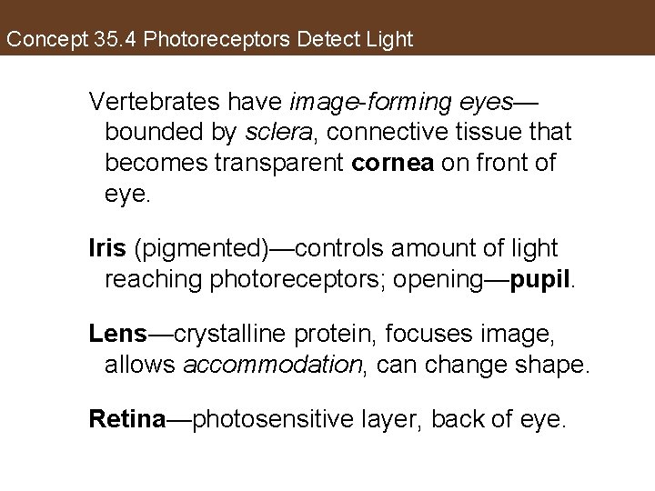 Concept 35. 4 Photoreceptors Detect Light Vertebrates have image-forming eyes— bounded by sclera, connective