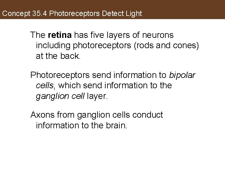 Concept 35. 4 Photoreceptors Detect Light The retina has five layers of neurons including