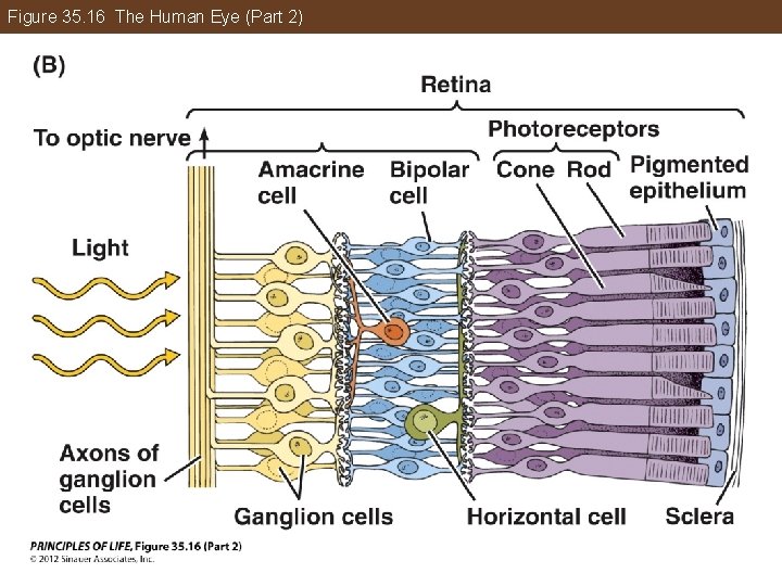 Figure 35. 16 The Human Eye (Part 2) 