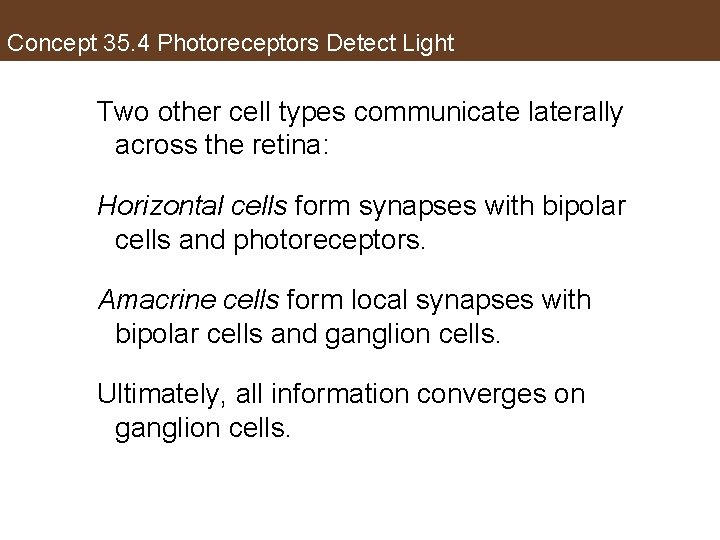 Concept 35. 4 Photoreceptors Detect Light Two other cell types communicate laterally across the