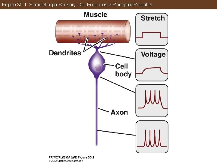 Figure 35. 1 Stimulating a Sensory Cell Produces a Receptor Potential 