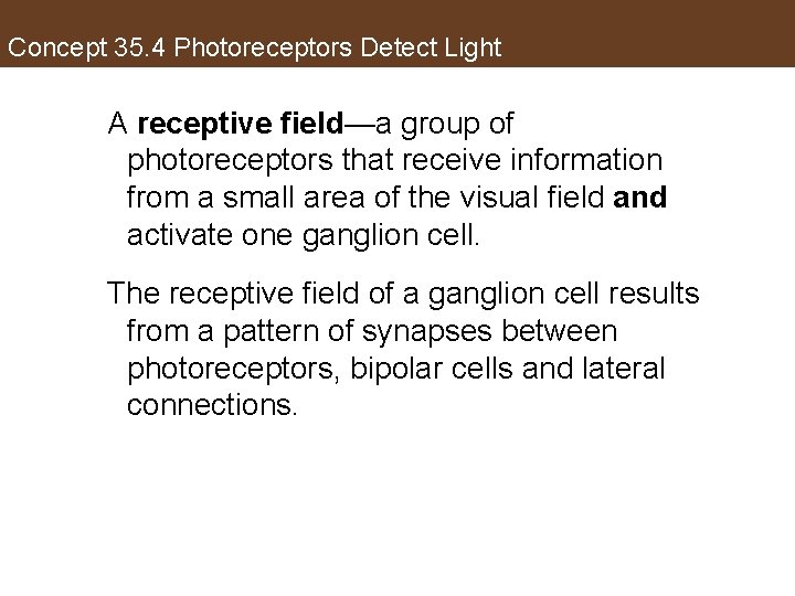 Concept 35. 4 Photoreceptors Detect Light A receptive field—a group of photoreceptors that receive