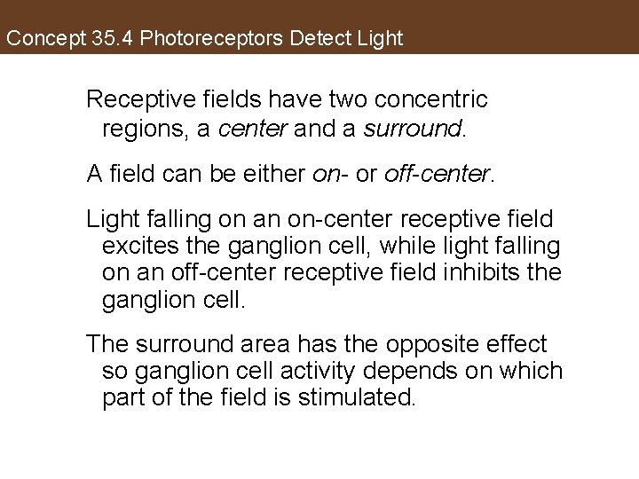 Concept 35. 4 Photoreceptors Detect Light Receptive fields have two concentric regions, a center