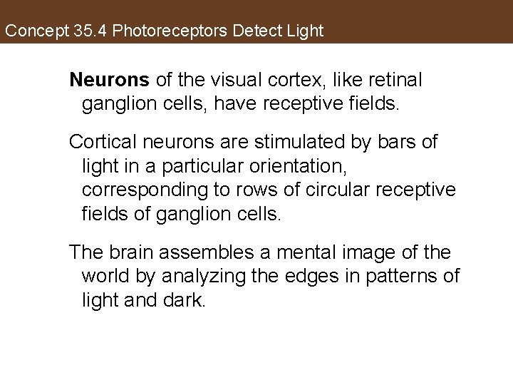 Concept 35. 4 Photoreceptors Detect Light Neurons of the visual cortex, like retinal ganglion