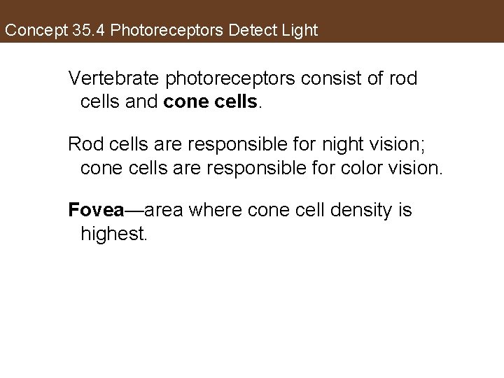 Concept 35. 4 Photoreceptors Detect Light Vertebrate photoreceptors consist of rod cells and cone