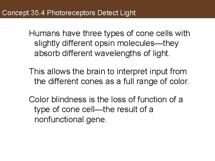 Concept 35. 4 Photoreceptors Detect Light Humans have three types of cone cells with