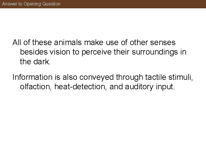 Answer to Opening Question All of these animals make use of other senses besides