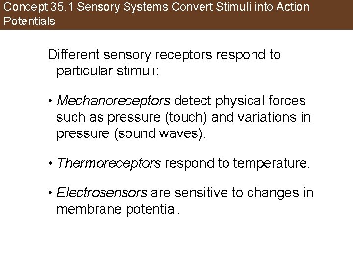 Concept 35. 1 Sensory Systems Convert Stimuli into Action Potentials Different sensory receptors respond