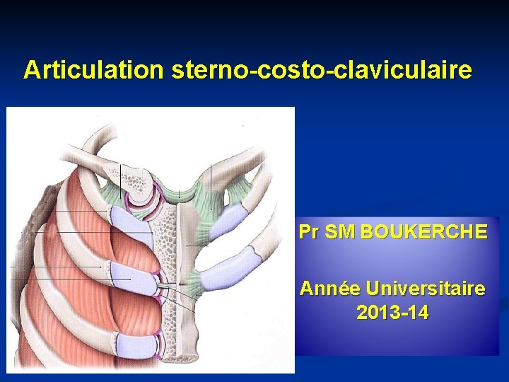 Articulation sterno-costo-claviculaire Pr SM BOUKERCHE Année Universitaire 2013 -14 