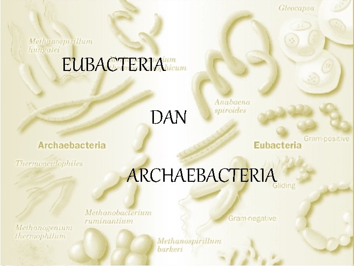 EUBACTERIA DAN ARCHAEBACTERIA 