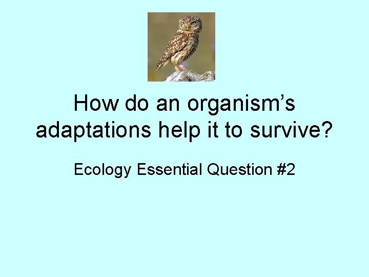 How do an organism’s adaptations help it to survive? Ecology Essential Question #2 