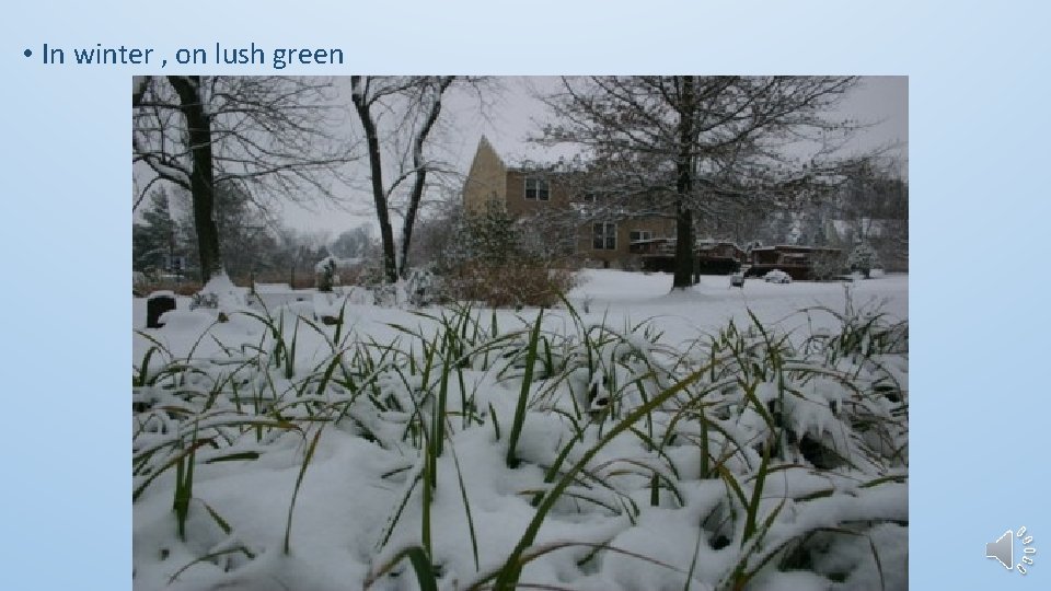  • In winter , on lush green 