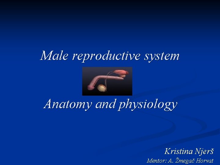 Male reproductive system Anatomy and physiology Kristina Njerš Mentor: A. Žmegač Horvat 