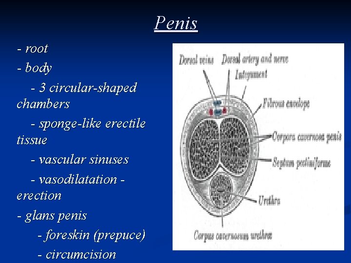 Penis - root - body - 3 circular-shaped chambers - sponge-like erectile tissue -