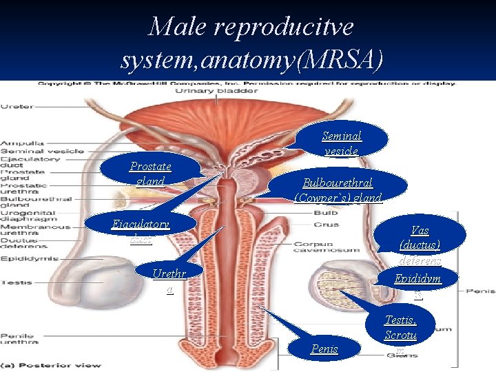 Male reproducitve system, anatomy(MRSA) Seminal vesicle Prostate gland Bulbourethral (Cowper`s) gland Ejaculatory duct Vas