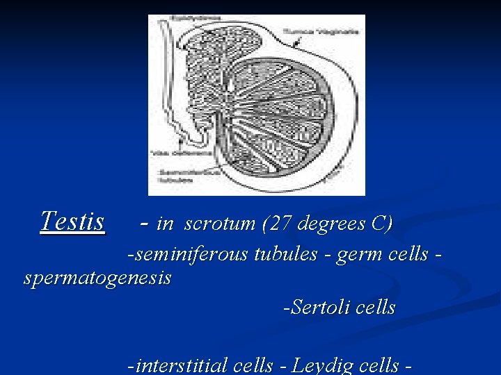 Testis - in scrotum (27 degrees C) -seminiferous tubules - germ cells spermatogenesis -Sertoli