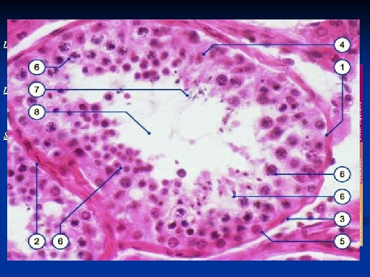 Spermatogenesis (3 major parts) mitosis- the multiplication of spermatogonia meiosis- reduction of chromosome number