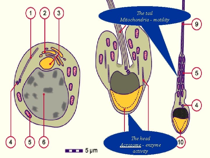 The tail Mitochondria - motility Spermatozoon(sperm cell) The head Acrosome - enzyme activity 