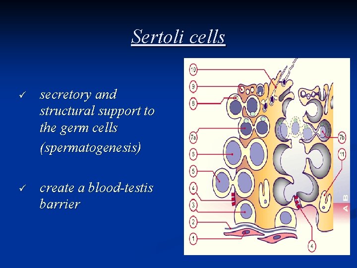 Sertoli cells ü secretory and structural support to the germ cells (spermatogenesis) ü create