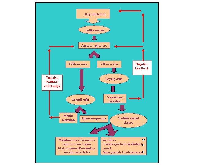 Endocrinology of male reproduction 